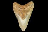 Fossil Megalodon Tooth - North Carolina #109686-1